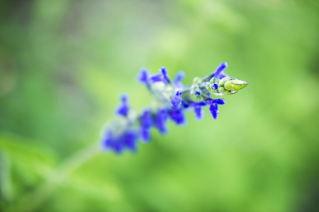 Closeup of a flower in the garden during the day.の写真素材
