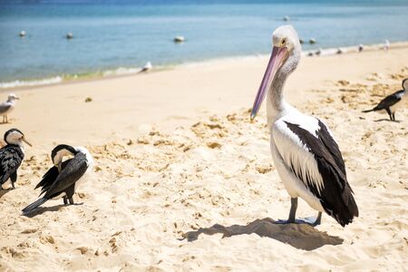 Pelicans and other birds resting on the beach during the day at Tangalooma Island in Queensland on...