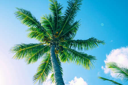 Palm tree on the beach during a bright day