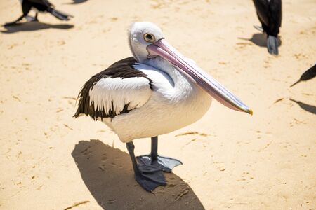 Pelican on the beach during the day at Tangalooma Island in Queensland on the west side of Moreton...
