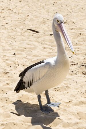 Pelican on the beach during the day at Tangalooma Island in Queensland on the west side of Moreton Island.の写真素材