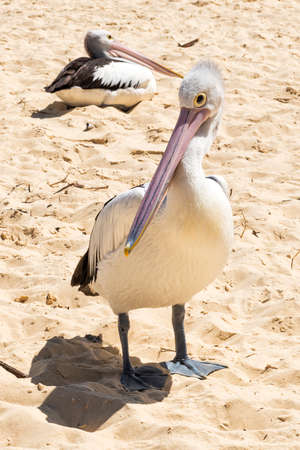 Pelican on the beach during the day at Tangalooma Island in Queensland on the west side of Moreton Island.の写真素材