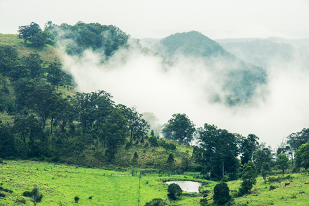 Trees and mountains near Springbrook in Queensland on a cloudy and rainy day.の写真素材