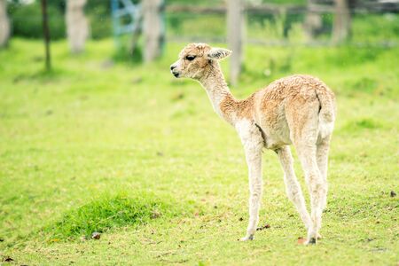 Baby Alpaca, also called Cria in a field during the day in Queenslandの写真素材
