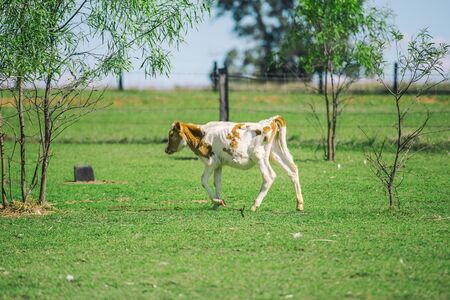 Calf in the paddock during the day in Queenslandの写真素材