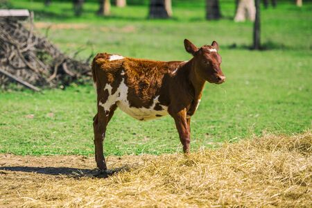 Calf in the paddock during the day in Queenslandの写真素材