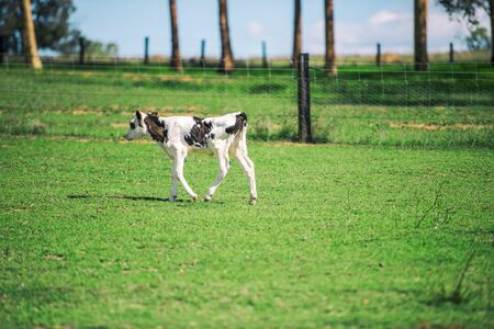 Calf in the paddock during the day in Queenslandの写真素材