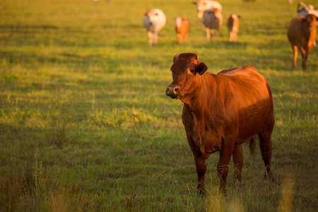 Cows in the paddock during the day in Queenslandの写真素材