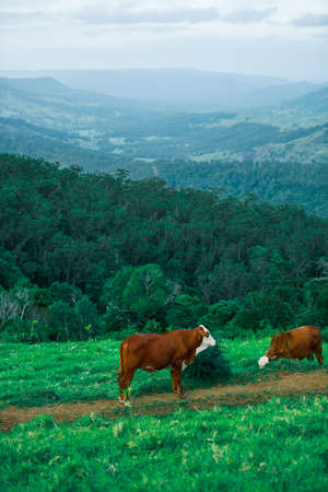 Cows in the paddock during the day in Queensland