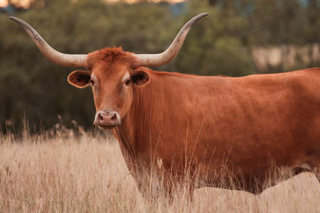 Longhorn Cow in the paddockの写真素材