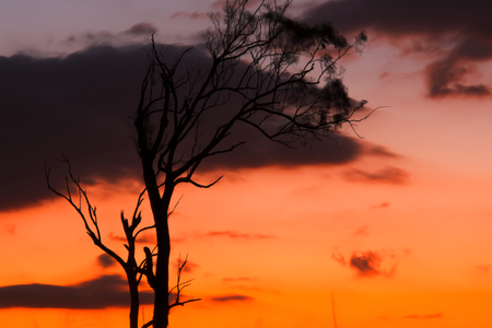 Tree silhouette in Queensland with vibrant colours.の写真素材