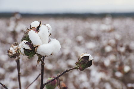 Cotton fields ready for harvesting in Oakey, Queenslandの写真素材