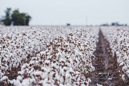 Cotton fields ready for harvesting in Oakey, Queensland