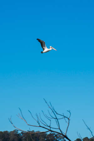 Pelican flying during the day in Queensland.の写真素材