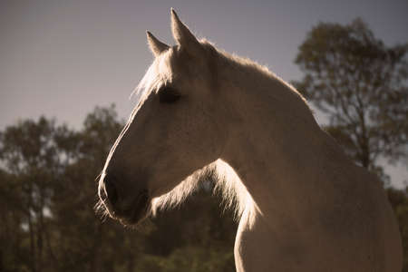 Horse in the paddock during the dayの写真素材