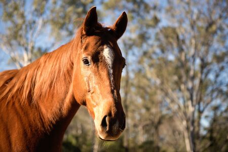 Horse in the paddock during the dayの写真素材