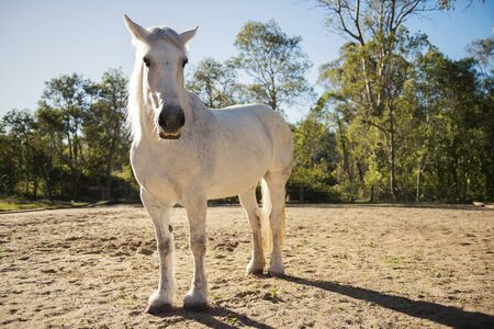 Horse in the paddock during the dayの写真素材