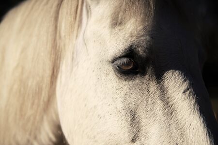 Horse in the paddock