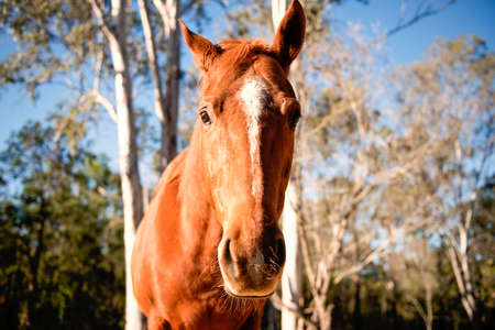 Horse in the paddockの写真素材