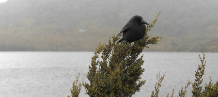 The black currawong out in nature during the day in Cradle Mountain, Australia resting on a tree branch.の写真素材