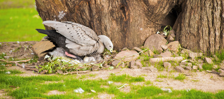 Cape barren goose with her nest and eggs