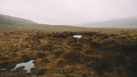 Foggy field in Cradle Mountain, Tasmania, Australia.の写真素材