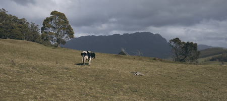 Holstein Fresian cow out in the paddock during the day in Tasmania, Australiaの写真素材