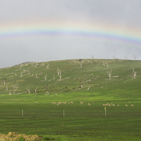 Sheep on the farm during the day in Tasmania.の写真素材