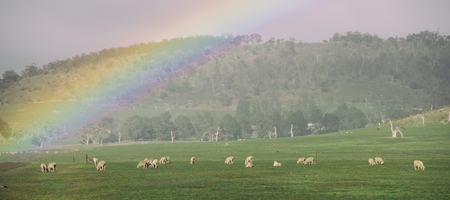 Sheep on the farm during the day in Tasmania.の写真素材