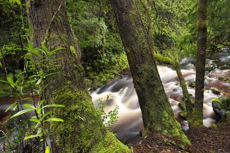 Newell creek is a magnificent fast running stream in Tasmania, Australiaの写真素材