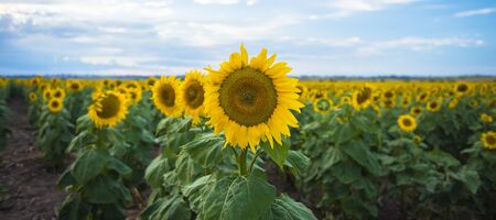 Sunflowers amongst a field in the afternoon in Queensland, Australia.の写真素材