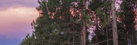 Pine tree forest in the late afternoon in the Sunshine Coast, Queensland.