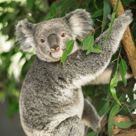 Australian koala outdoors in a eucalyptus tree.の写真素材