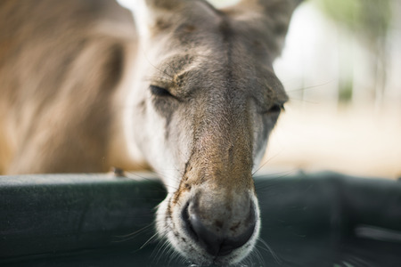 Australian kangaroo outdoors during the daytime.の写真素材
