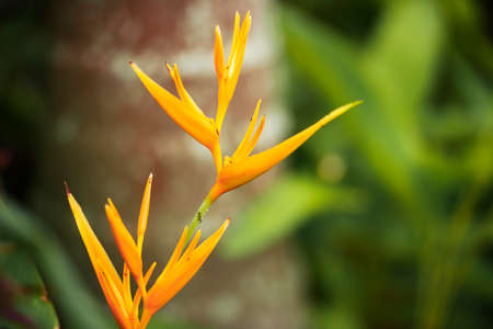 Bird of paradise plant during the day in the garden. Close up.の写真素材