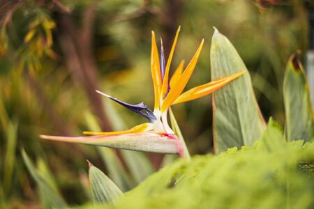 Bird of paradise plant during the day in the garden. Close up.