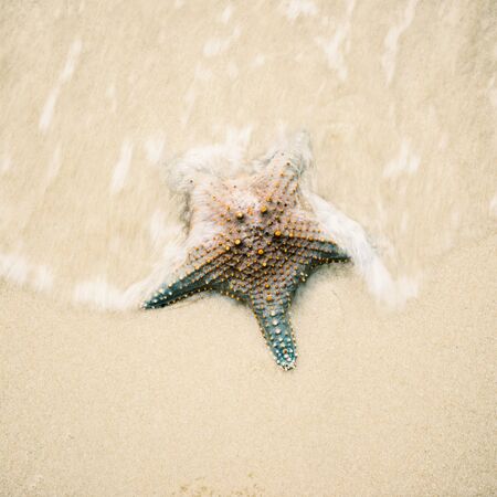 Starfish by itself on the beach at Moreton Bay during the dayの写真素材