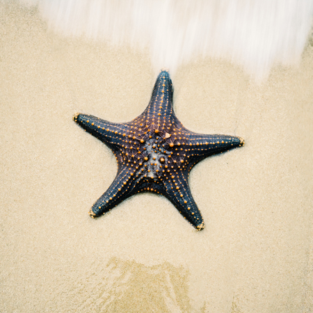 Starfish by itself on the beach at Moreton Bay during the day.の写真素材