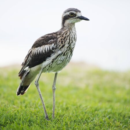 Bush stone-curlew on the beach in Moreton Island, Australia during the day.の写真素材