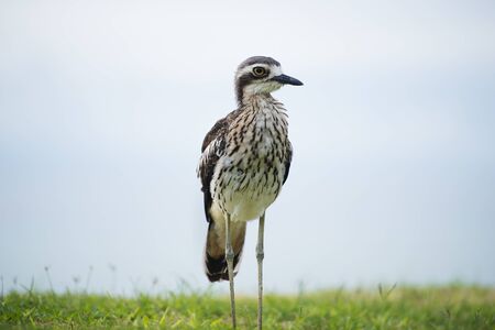 Bush stone-curlew on the beach in Moreton Island, Australia during the day.の写真素材