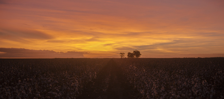 Fields on cotton ready for harvesting in Oakey, Queenslandの写真素材