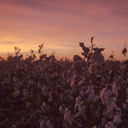 Fields on cotton ready for harvesting in Oakey, Queenslandの写真素材