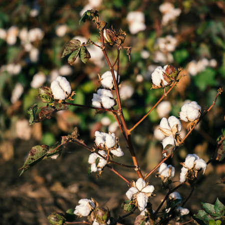Fields on cotton ready for harvesting in Oakey, Queenslandの写真素材