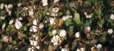 Fields on cotton ready for harvesting in Oakey, Queensland