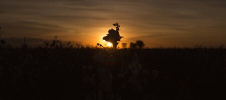 Fields on cotton ready for harvesting in Oakey, Queenslandの写真素材
