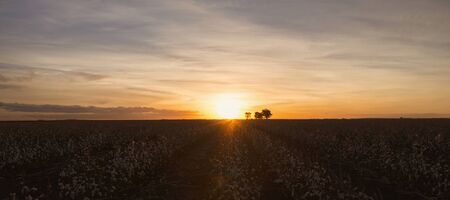 Fields on cotton ready for harvesting in Oakey, Queenslandの写真素材