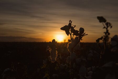 Fields on cotton ready for harvesting in Oakey, Queenslandの写真素材