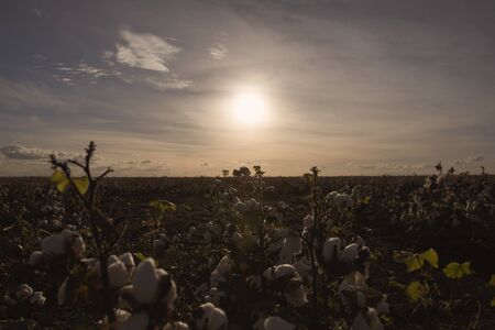 Fields on cotton ready for harvesting in Oakey, Queenslandの写真素材