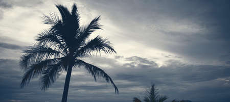 Silhouette Palm trees on the beach on a cloudy day, with a moody foggy effect.の写真素材