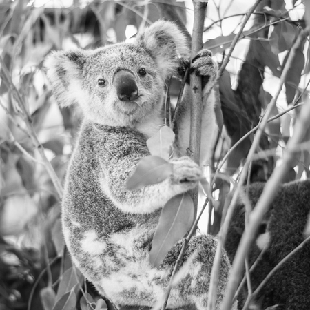 Australian koala outdoors in a eucalyptus tree. Black and White.の写真素材